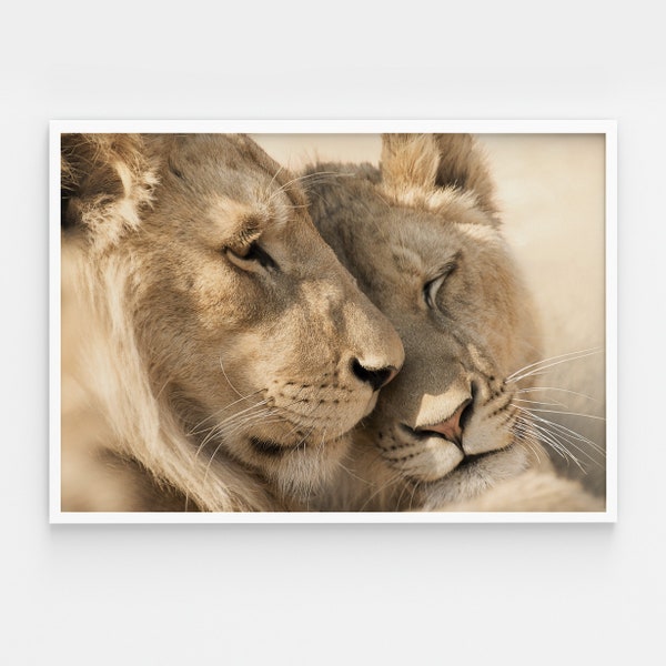 Printable wall art. Large lion Print. A pair of lions in love wall art. Lion & Lioness Couple Set of 2 Prints Download. Digital Download
