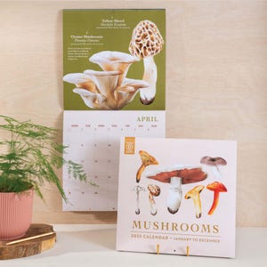 2025 Mushroom Calendar Large Monthly Planner | Fungi Illustrations | Colourful Art Planner | 12 Month Hanging Calendar | Nature Calendar
