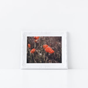 DIGITAL PRINT / PHOTO, Poppies, poppy fields, instant download, photo print, fine art photography, home decor, art, original photography