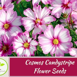 100+ Cosmos Candystripe Seeds, Flower Seeds, Non GMO