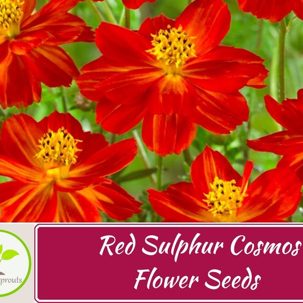 100+ Red Sulphur Cosmos Seeds, Flower Seeds, Non GMO