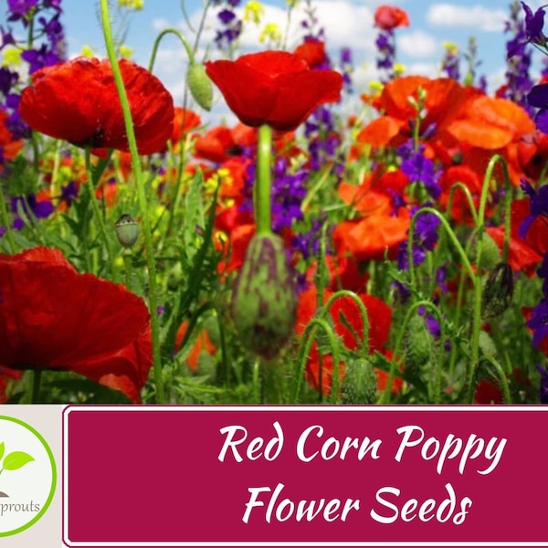 250+ Red Corn Poppy Flower Seeds, Non-GMO