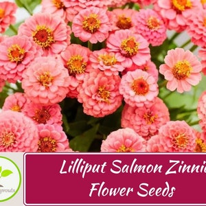 50+ Lilliput Salmon Zinnia Seeds, Heirloom Flower Seeds, Non-GMO
