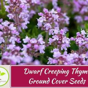500+ Dwarf Creeping Thyme Ground Cover Herb Seeds Thymus Serpyllum