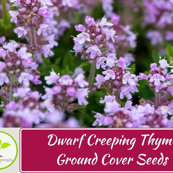 500+ Dwarf Creeping Thyme Ground Cover Herb Seeds Thymus Serpyllum