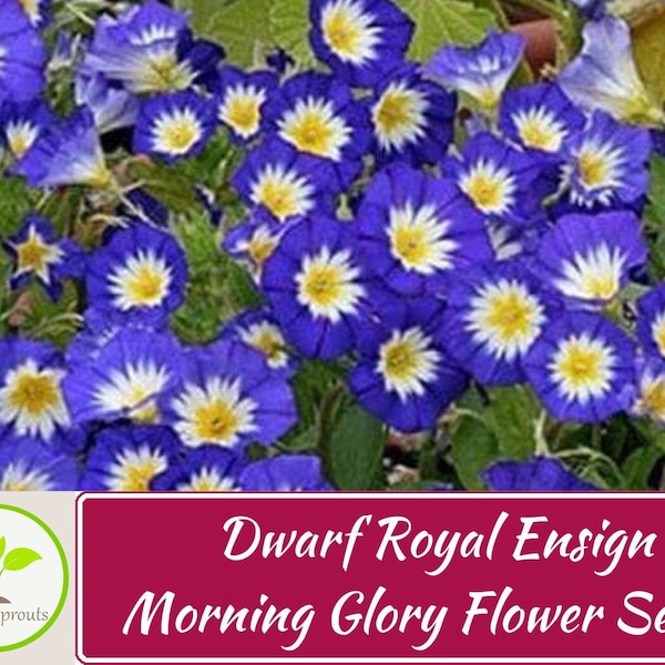 25+ Dwarf Royal Ensign Morning Glory Flower Seeds, Non-GMO, Annual Flower Seeds