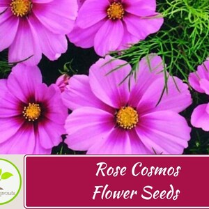 100+ Rose Cosmos Seeds (Dwarf Early), Flower Seeds, Non GMO