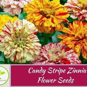 50+ Candy Stripe Zinnia Mix Seeds, Heirloom Flower Seeds, Non-GMO