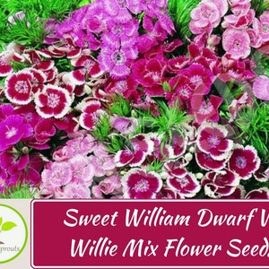 250+ Sweet William Dwarf Wee Willie Mix Flower Seeds, Non-GMO