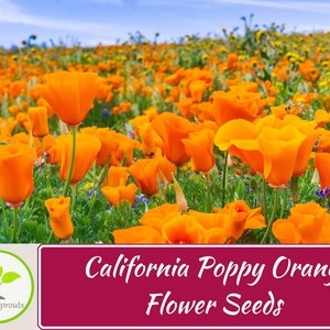 250+ California Poppy Orange Flower Seeds, Non-GMO