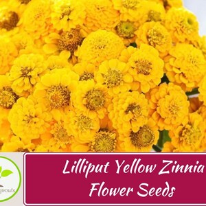 50+ Lilliput Yellow Zinnia Seeds, Heirloom Flower Seeds, Non-GMO