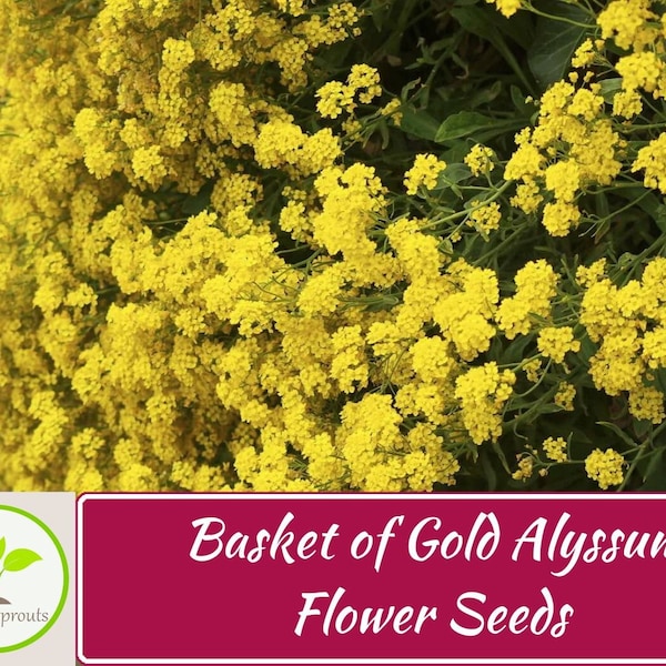 100+ Basket of Gold Alyssum Flower Seeds, Non-Gmo