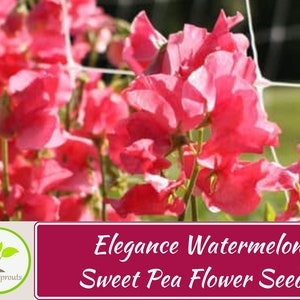 Elegance Watermelon Sweet Pea Flower Seed, Non-GMO