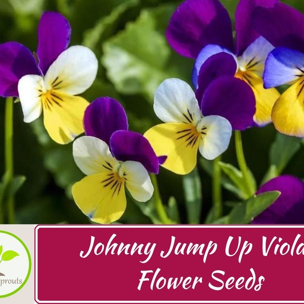 200+ Johnny Jump Up Viola Tricolor Flower Seeds, Viola Flower Seeds, Non-GMO