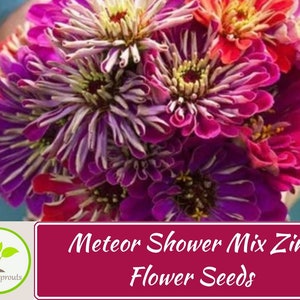 Pu&ograve; includere: Un mazzo di fiori di Zinnia vibranti di colore rosa, viola e arancio. I fiori sono disposti in una mano, e il testo "Meteor Shower Mix Zinnia Flower Seeds" &egrave; visualizzato sotto il mazzo.