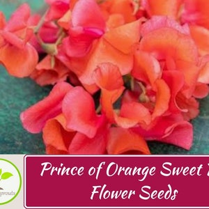 Op de afbeelding: Close-up van een bosje fel oranje geurende erwtenbloemen. De bloemen zijn in een tros gerangschikt, met overlappende bloemblaadjes. De bloemen zijn fel oranje van kleur, met een vleugje roze. De bloemen zijn scherp, terwijl de achtergrond wazig is. De tekst "Prince of Orange Sweet Pea Flower Seeds" wordt onder de afbeelding weergegeven.