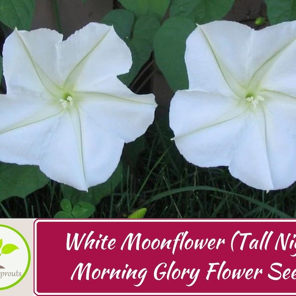 25+ White Moonflower (Tall Night) Morning Glory  Flower Seeds, Non-GMO