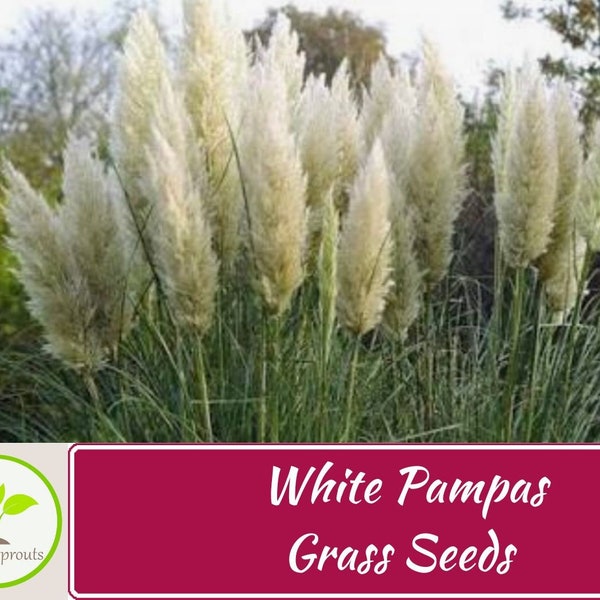 50+ White Pampas Grass Seeds, Cortaderia selloana, Non-GMO