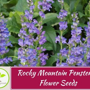 200+ Rocky Mountain Penstemon Seeds, Penstemon strictus, Beardtongue, Flower Seeds, Non-GMO