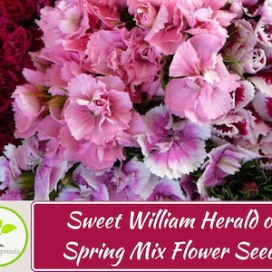 250+ Sweet William Herald of Spring Mix  Flower Seeds, Non-GMO