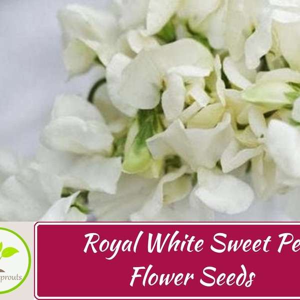 15+ Royal White Sweet Pea Flower Seeds Mix, Non-GMO