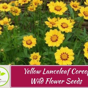 100+ Yellow Lanceleaf Coreopsis Wild Flower Seeds, Non-GMO
