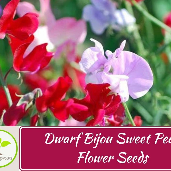 Dwarf Bijou Sweet Pea Flower Seeds Mix, Non-GMO