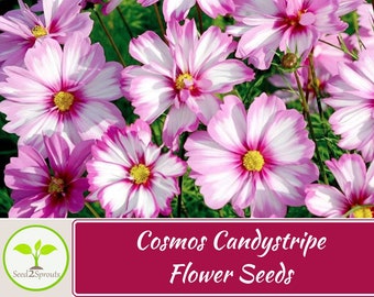 100+ Cosmos Candystripe Seeds, Flower Seeds, Non GMO