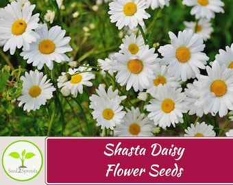 500+ Shasta Daisy Seeds, Leucanthemum x superbum, Daisy Flower Seeds, Non-GMO