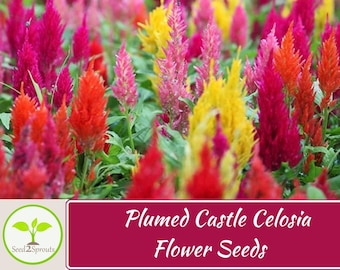 25+ Plumed Castle Celosia Seeds Mix, Non-GMO
