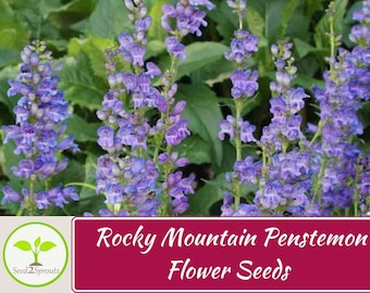 200+ Rocky Mountain Penstemon Seeds, Penstemon strictus, Beardtongue, Flower Seeds, Non-GMO