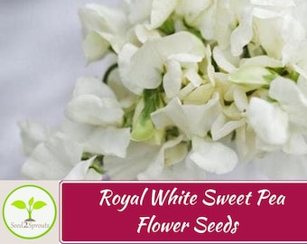 15+ Royal White Sweet Pea Flower Seeds Mix, Non-GMO