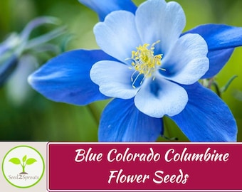 100+ Blue Colorado Columbine Flower Seeds, Non-GMO