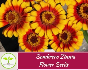 50+ Sombrero Zinnia Seeds, Heirloom Flower Seeds, Non-GMO