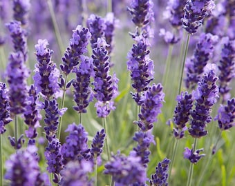 50+ Lavender Seeds, Common English Lavender Seeds