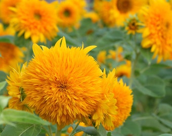 Sunflowers