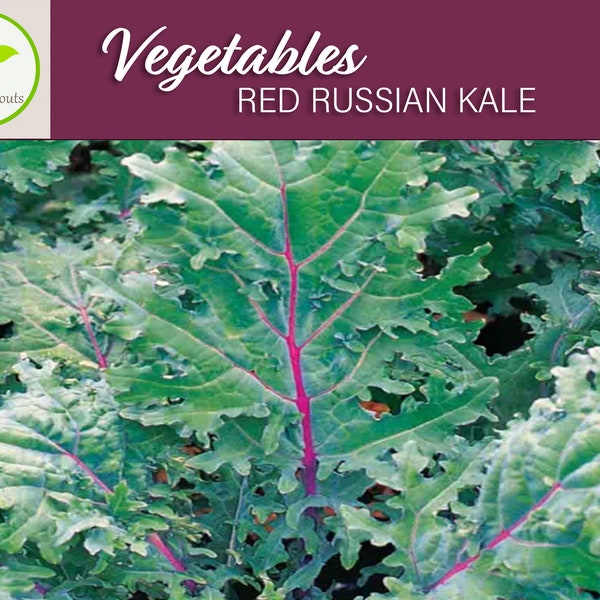 100+ Red Russian Kale Seeds, Vegetable Seeds, Non-GMO, Heirloom