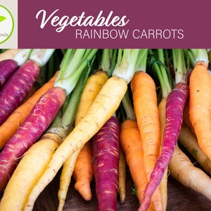50+ Rainbow Carrots Harlequin Mix Seeds, Vegetable Seeds