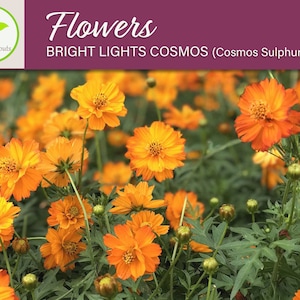 150+ Bright Lights Cosmos Flower Seeds, Non-GMO