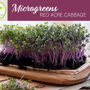 Cabbage Microgreen Seeds, 6 - 10 Times More Nutrious Than Vegetables, Red Acre Cabbage Microgreen Seeds, Non-Gmo, Heirloom, Hydroponic
