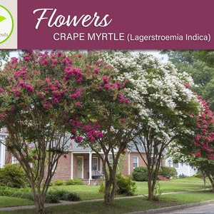 50 Crape Myrtle Mix Seeds, Lagerstroemia Indica Tree