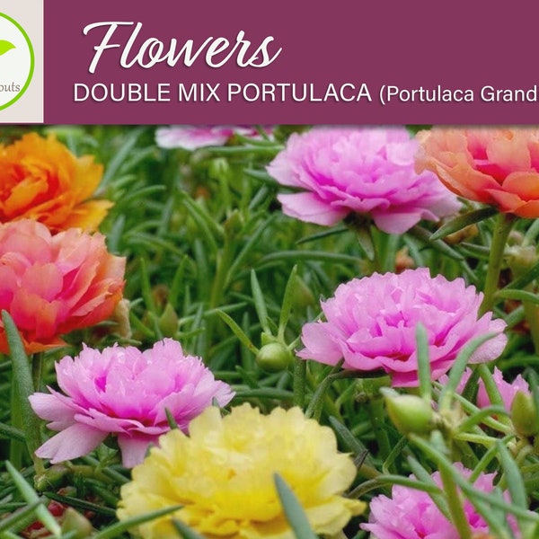 100+ Double Mix Portulaca Flower Seeds, Non-GMO