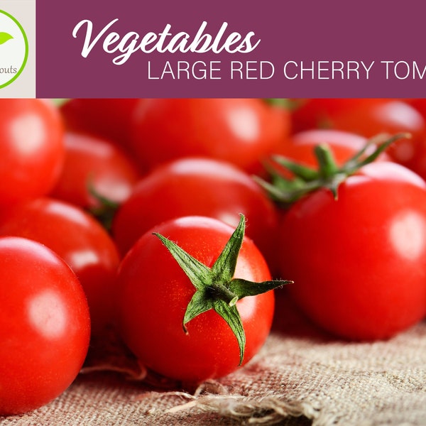 50+ Large Red Cherry Tomato Seeds, Tomato Seed, Vegetable Seeds, Non-GMO, Heirloom