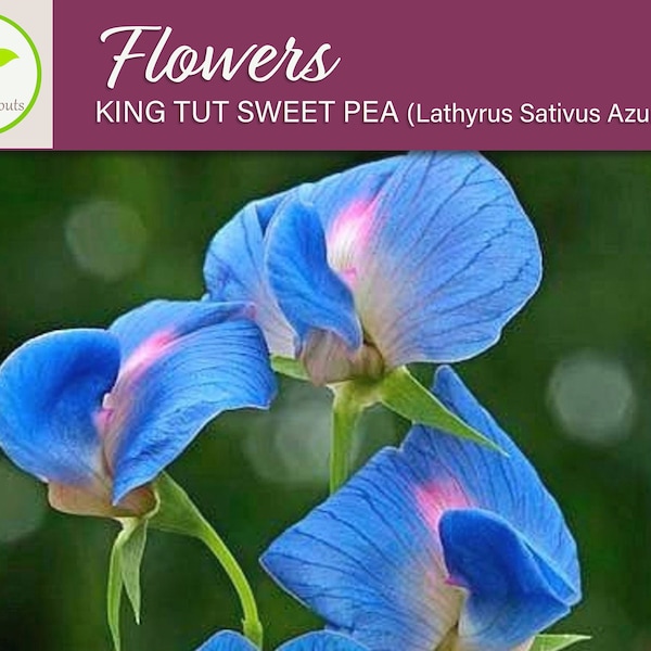 King Tut Sweet Pea Flower Seeds, Electric Blue Sweet Pea, Non-GMO