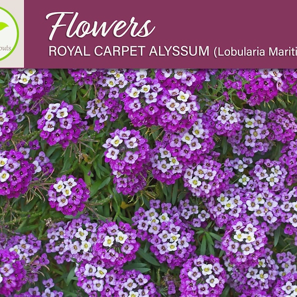 500+ Royal Carpet Alyssum Flower Seeds, Non-Gmo