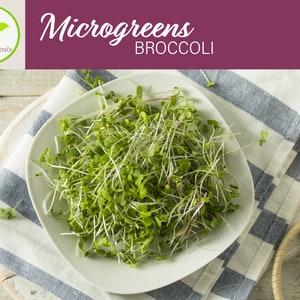 Broccoli Microgreen Seeds, 6 - 10 Times More Nutrious Than Vegetables, Broccoli Waltham 29, Vegetable Seeds, Non-GMO, Heirloom, Hydroponic