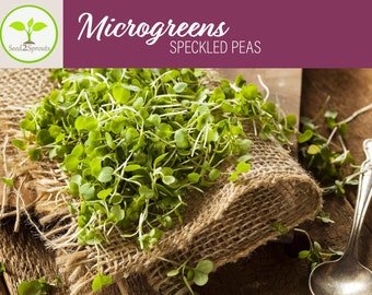 Speckled Peas Microgreen Seeds, 6 - 10 Times More Nutrious Than Vegetables, Organic Microgreen Seeds, Pea Microgreen Seeds, Hydropnics