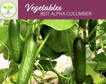 50+ Beit Alpha Cucumber Seeds, Non-GMO, Vegetable Seeds