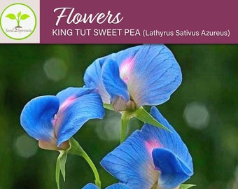 King Tut Sweet Pea Flower Seeds, Electric Blue Sweet Pea, Non-GMO