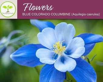 100+ Blue Colorado Columbine Flower Seeds, Non-GMO
